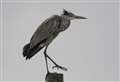 Man quizzed and weapon seized after heron shot dead