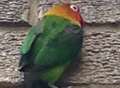 What a pane! African parrot dazed after hitting window