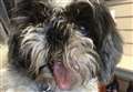 Poppet the shih tzu gets new jaw