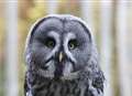 Owls come home to roost at Kent Life - permanently 