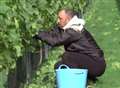 Kent's vineyards harvest crops