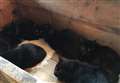 Cats dumped in freezing temperatures given forever home