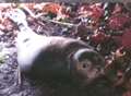 Fears grow for stranded seal