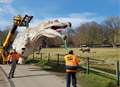 Dinosaur delivered to reserve by crane