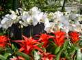 Flori Mundi: Celebration of orchids in Meise Botanic Garden