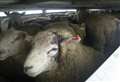 Ministers to consider live exports ban