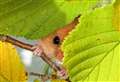 Dormice wake up to homes threat