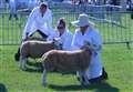 Last chance for bargains at the County Show 