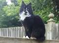 Owner’s shock after dogs kill cat in churchyard