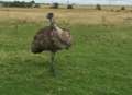 Angry emu targets jogger