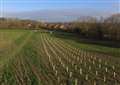 More than 100,000 trees to mark Queen’s jubilee