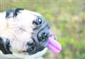 Anniversary walkies for pug rescue group
