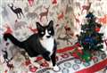 How Kent’s cats spend Christmas at Battersea