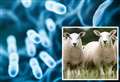Kent sheep farmer in London hospital with mystery bacteria in blood