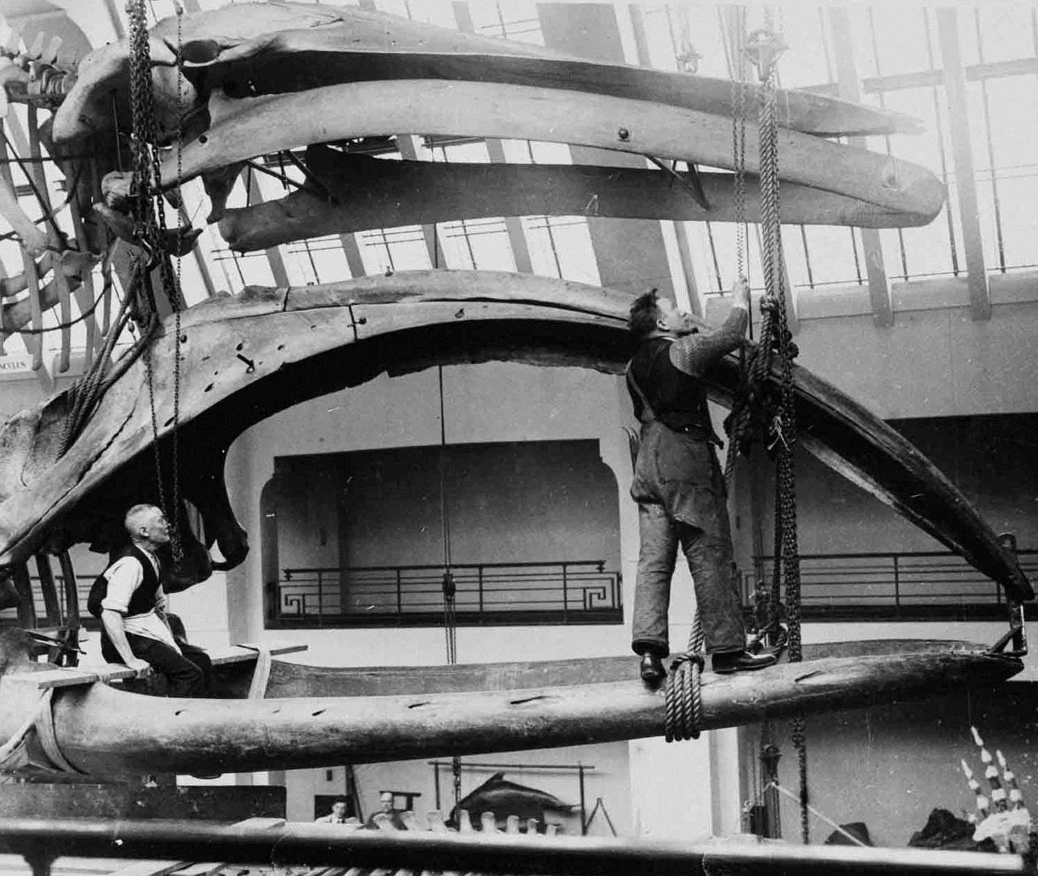 Workmen install the specimen in 1938