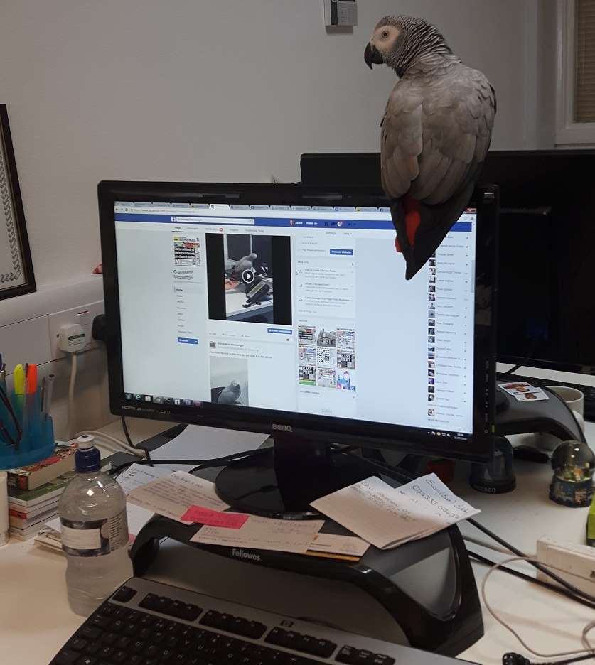 African grey parrot Masie, on a mission for a scoop at the Gravesend Messenger