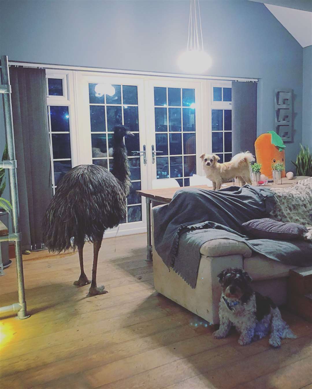 The emu had been spotted on the loose in Iwade Road, Iwade