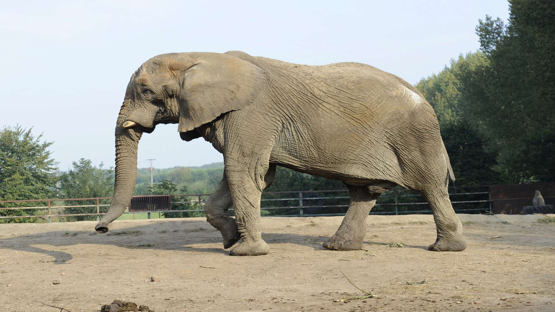 Jums is one of the biggest bull elephants in Europe