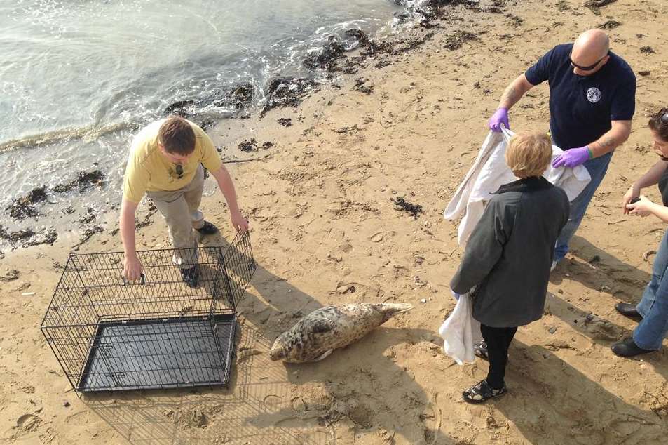 A cage is positioned on Margate beach to take away the seal. Picture: Justin Chant
