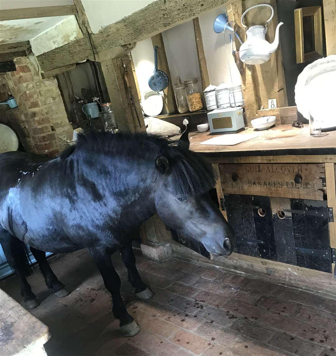 Buddy the horse inside the kitchen of Lucy and Lee Harrison's home in Staplehurst