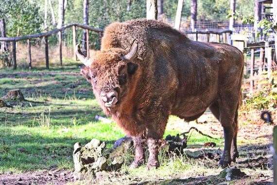 One of the bison at Wildwood