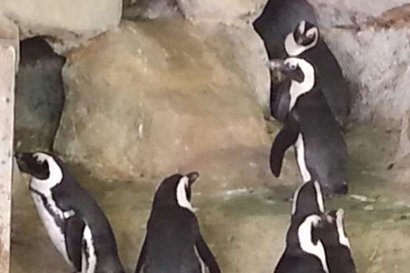 African penguins at the Nausicaa sea life centre in Boulogne