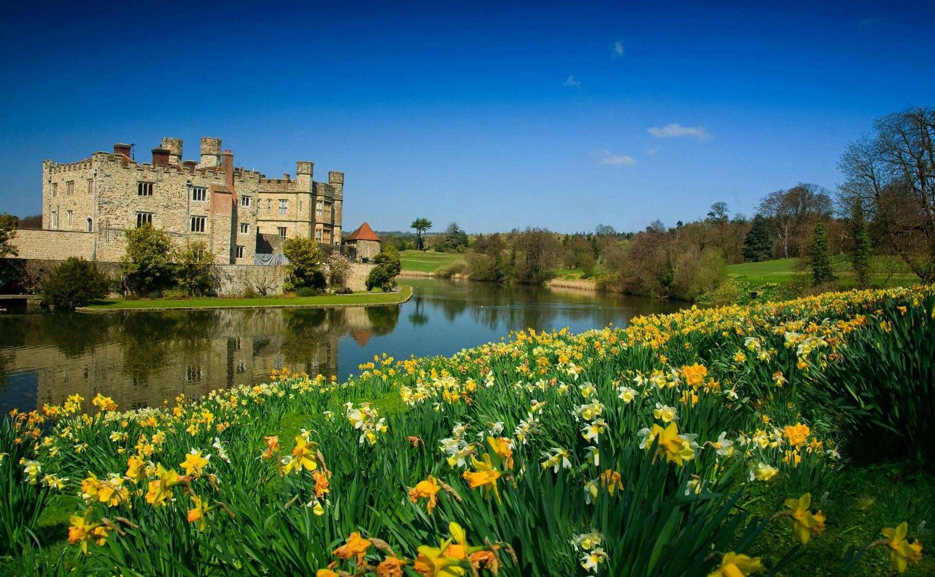 The daffodil walk at Leeds Castle will be in full bloom on Mother’s Day. Picture: Leeds Castle