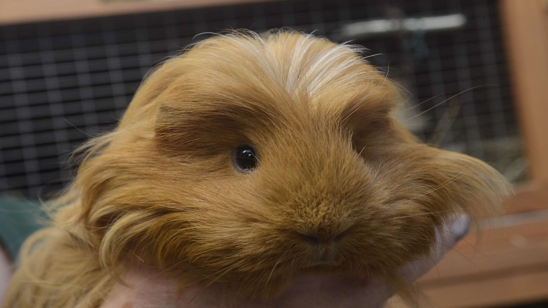 Stock picture of a guinea pig. This animal is not connected to the court case.