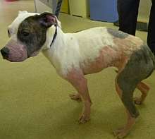 The Staffordshire bull terrier found dumped in the car park of Tesco at Leybourne