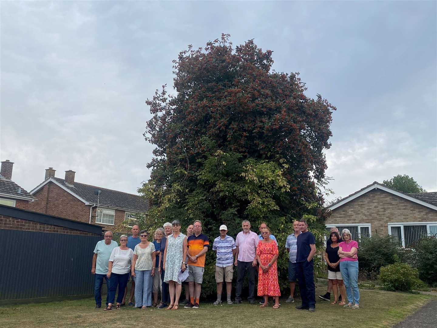 Plans to move the 20ft Swedish Whitebeam tree have proved controversial