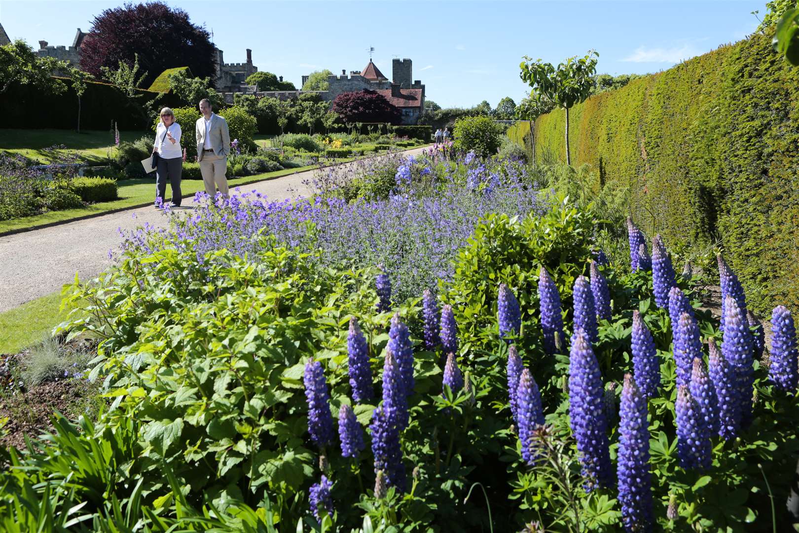 The blue in the newly-restored Blue and Yellow Border at Penshurst Place