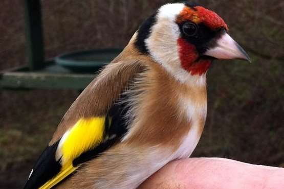 Goldfinches have been snatched from Kent gardens. Picture: RSPB