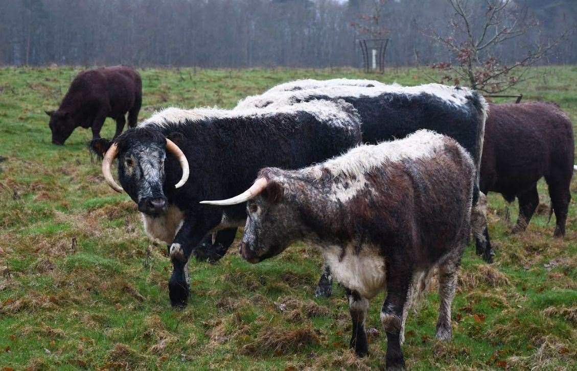 The mix of longhorns and Sussex cows were welcomed back to Scotney Castle, near Tunbridge Wells, on Thursday. Picture: Kent Wildlife Trust