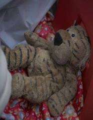 Libby Dadson's teddy Tiger