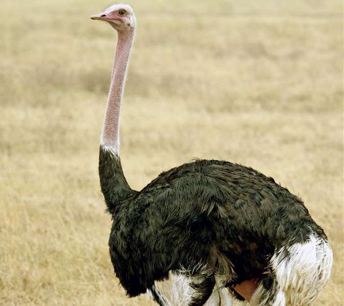 Ostriches are native to Africa. Library image