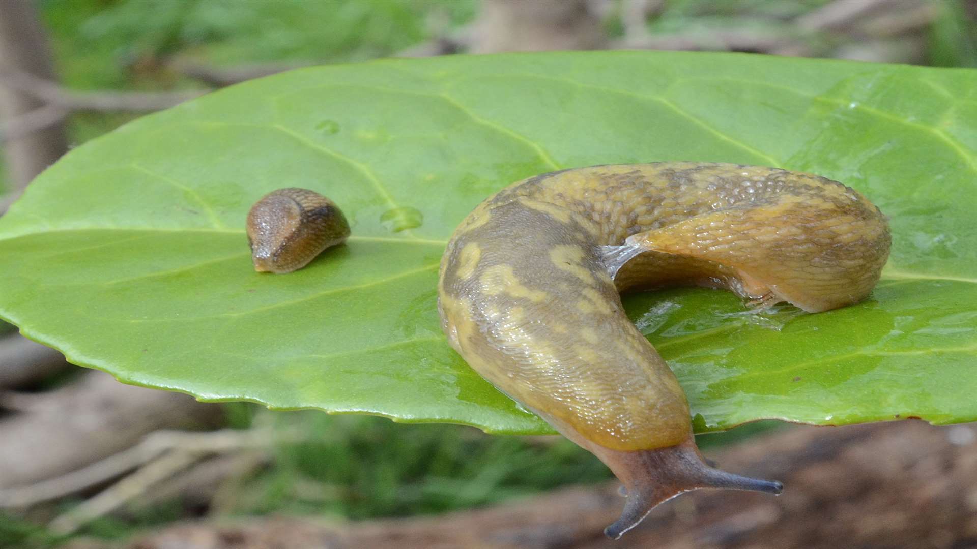 The Budapest Slug, which can grow up to 7cm in length - next to a normal one. Picture: Rain Communications