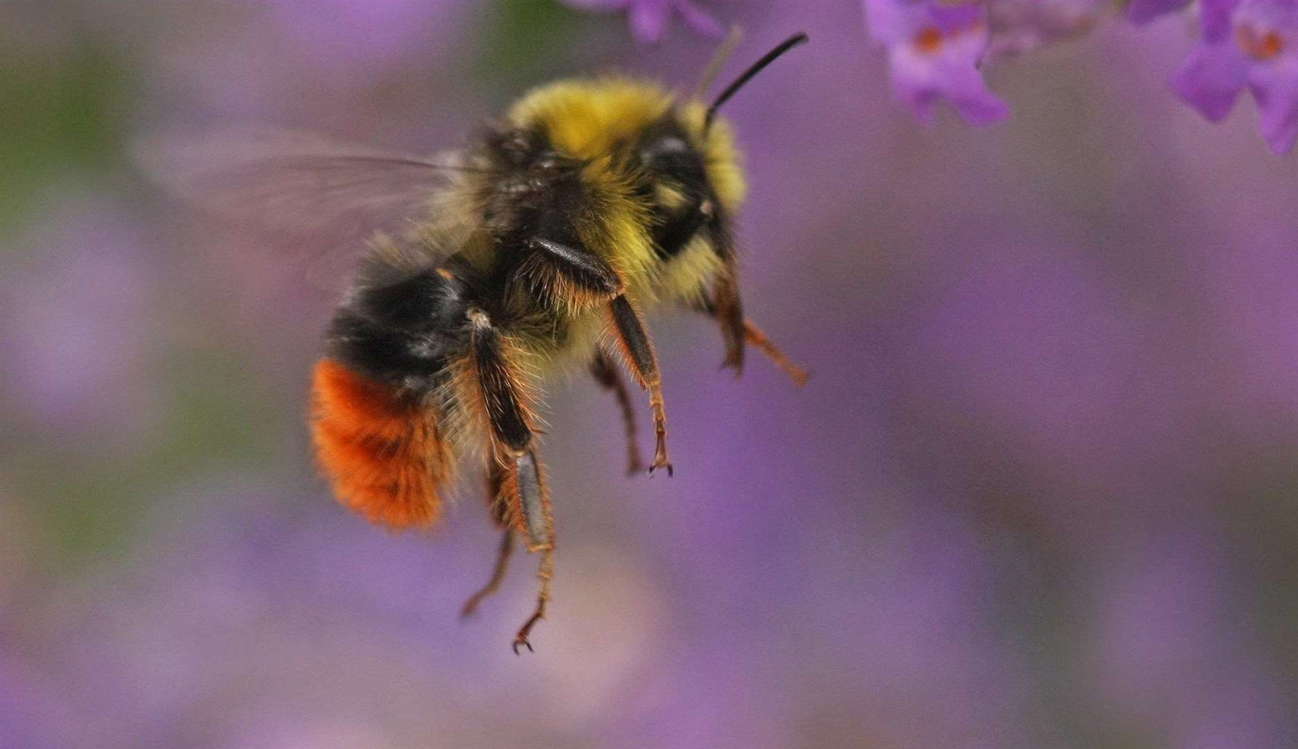Kent has more rare bumblebees than anywhere else in the UK