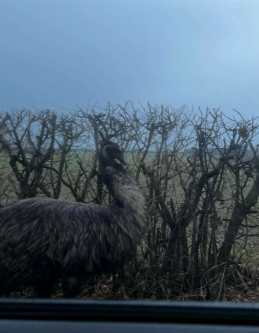 An emu has been spotted on the loose on Iwade Road, Iwade