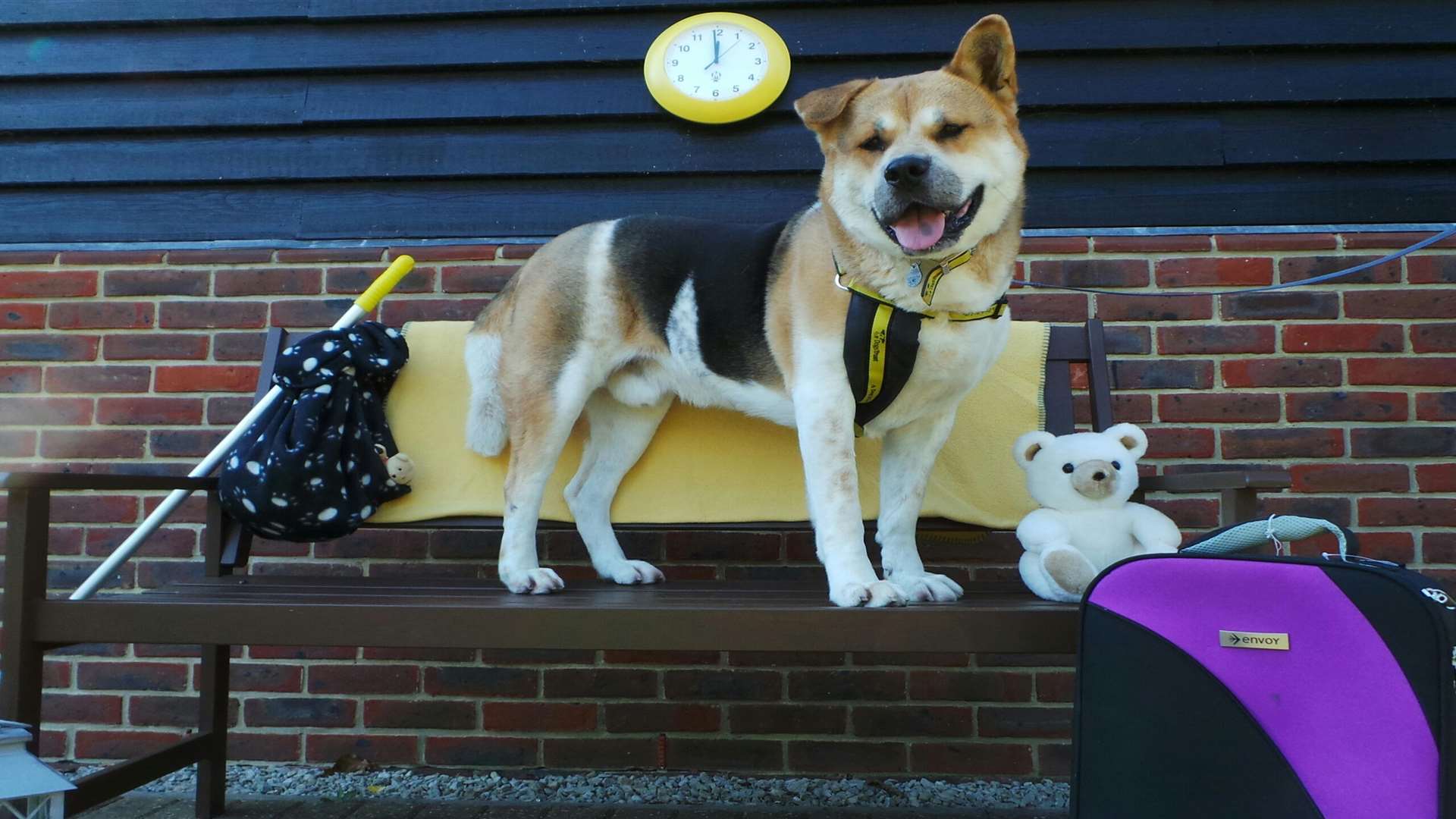 Akita, Burt, has been at the Dogs Trust Canterbury for eight months and is yet to find a home. Could you be his perfect owner?