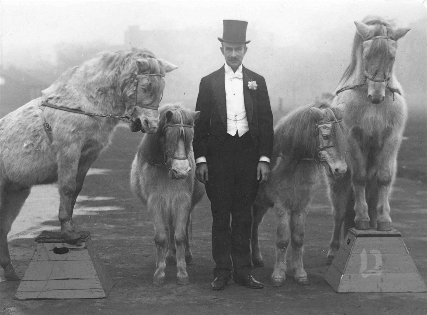 Sir Garrard with his famous Royal Cream Ponies