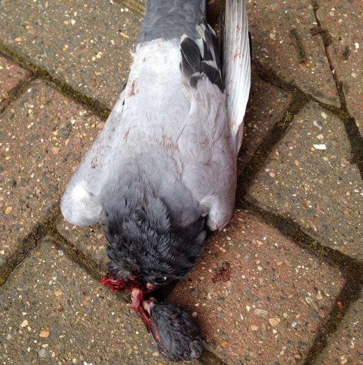 The pigeon was killed in Antonius Court