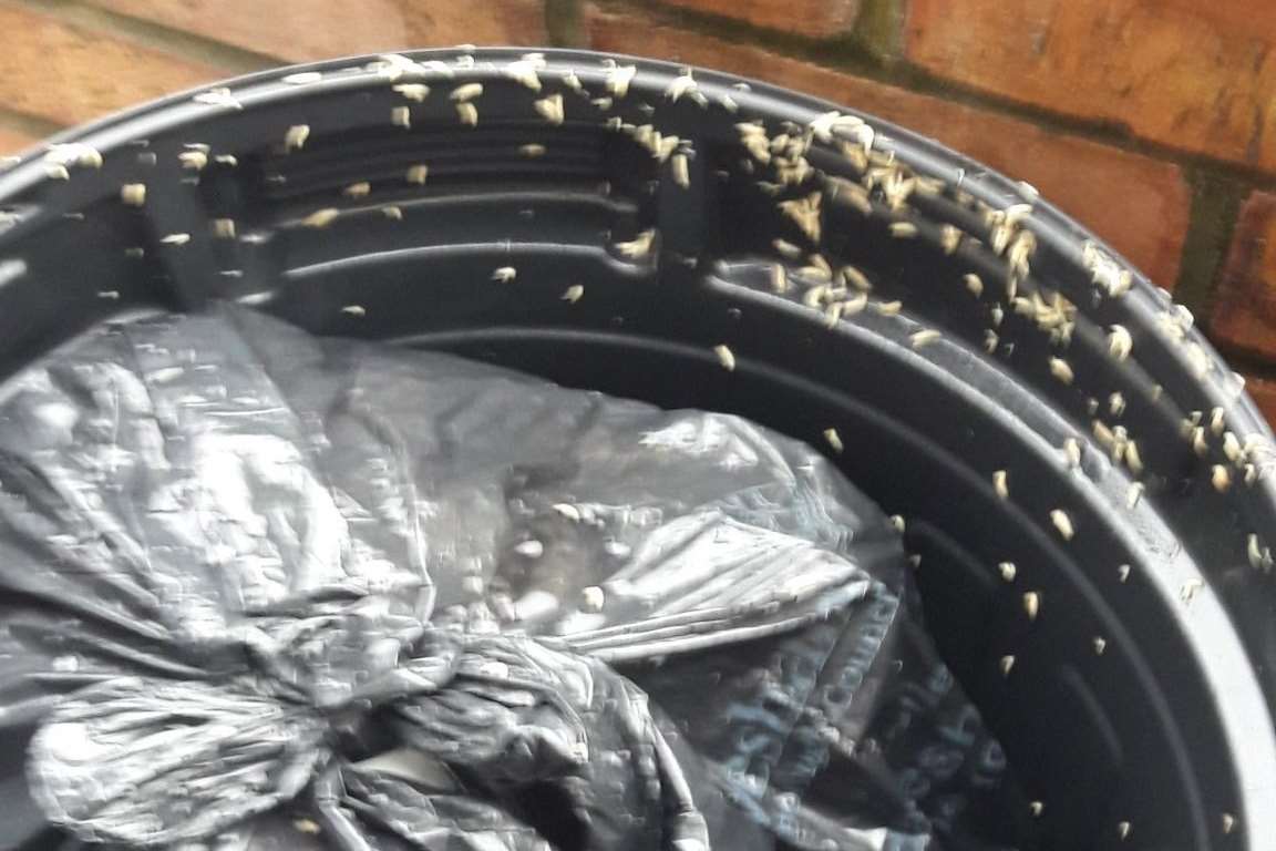 Maggots congregating on a resident's bin