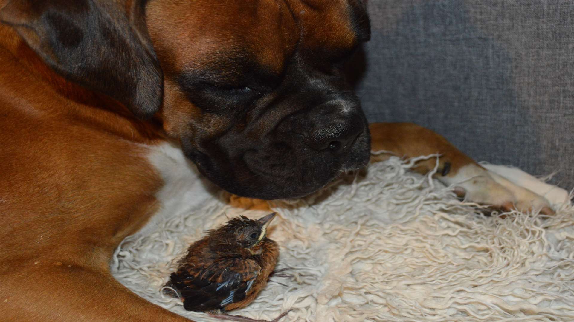 Rusty and 'birddog' have become inseparable