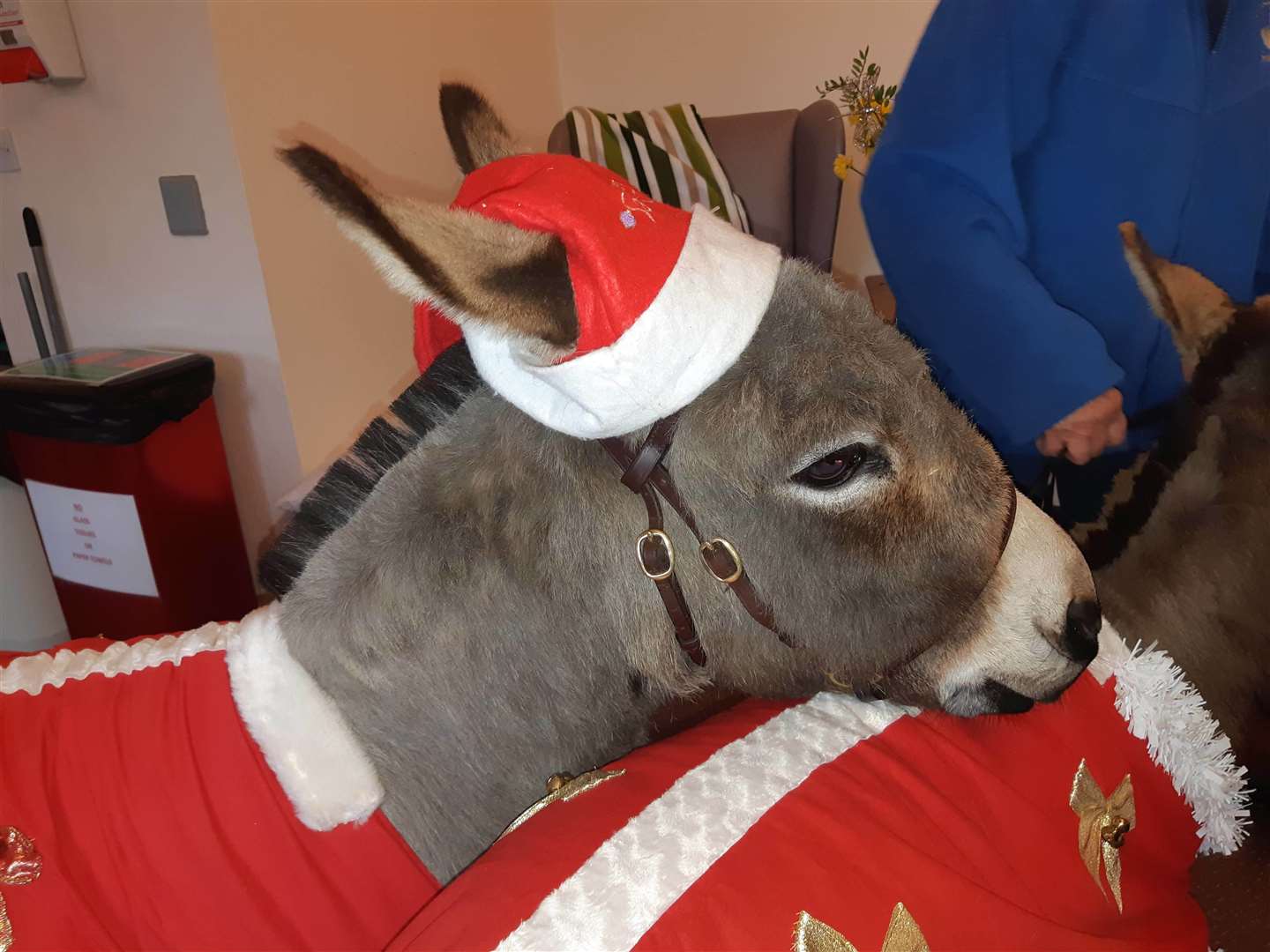 Not many homes do this: Donkeys from Cherry Tree Farm make their annual visit to Wayfarers in Sandwich