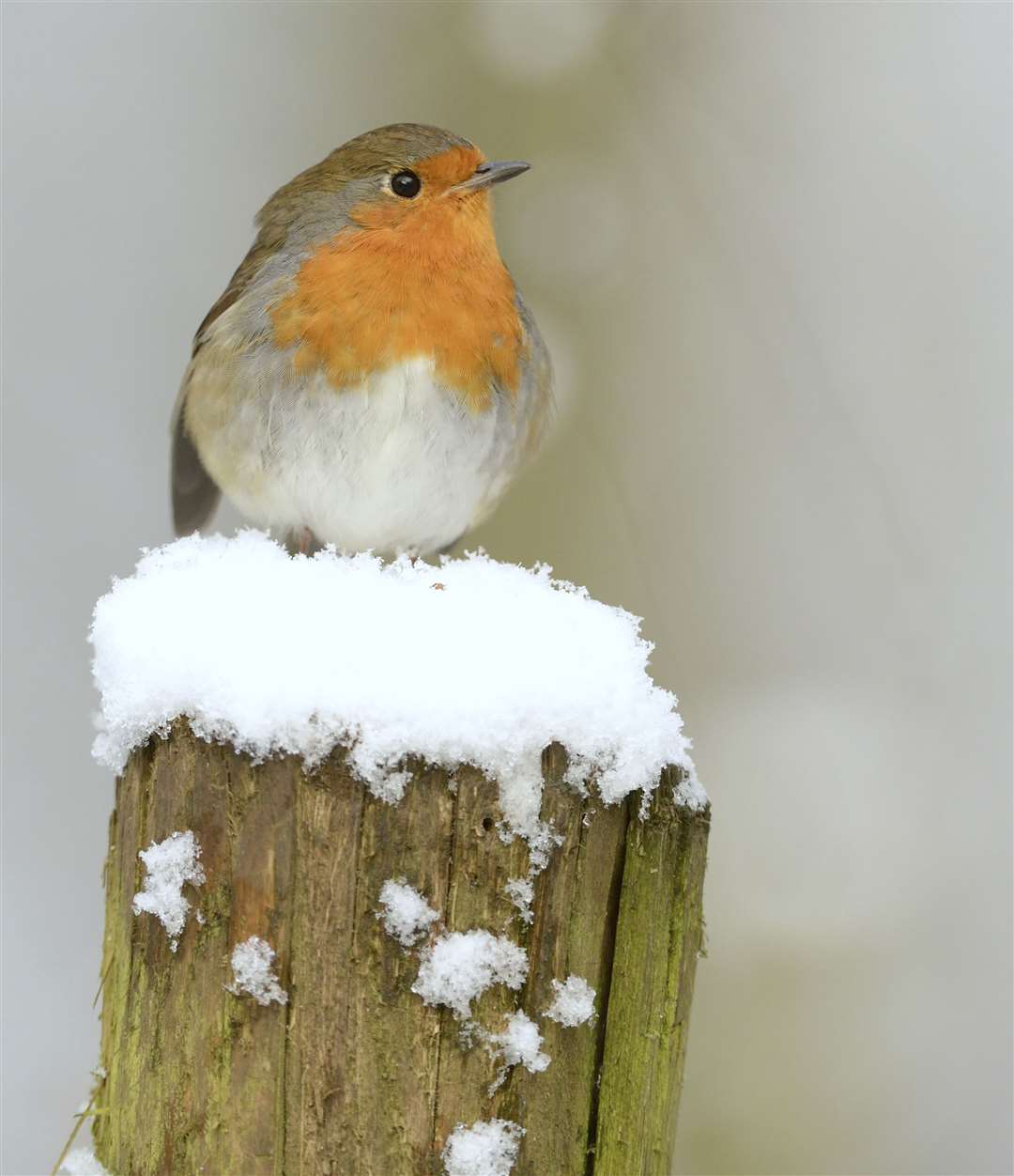 A Robin in winter Picture: RSPB Images