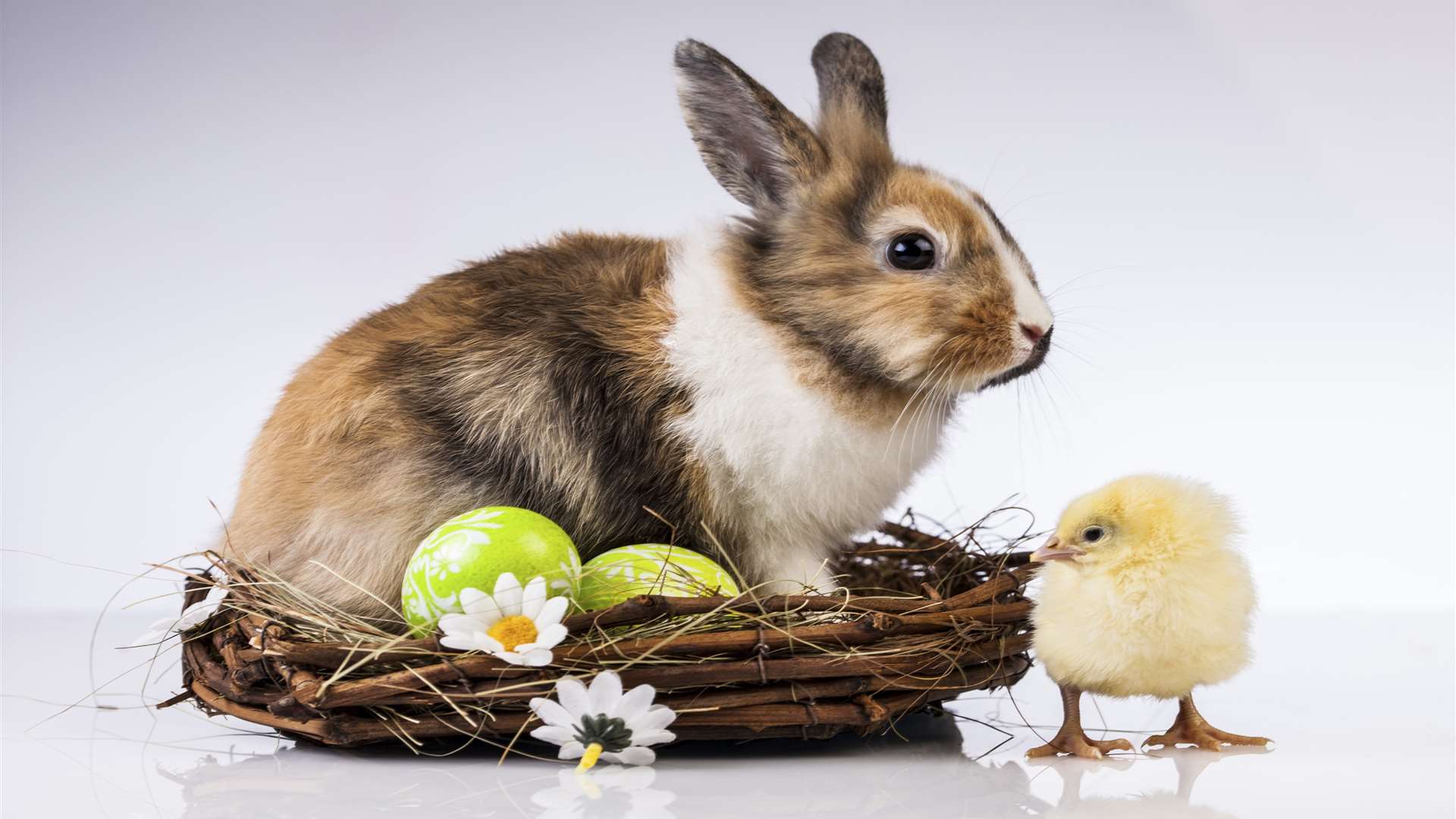 You could see a real bunny this Easter weekend