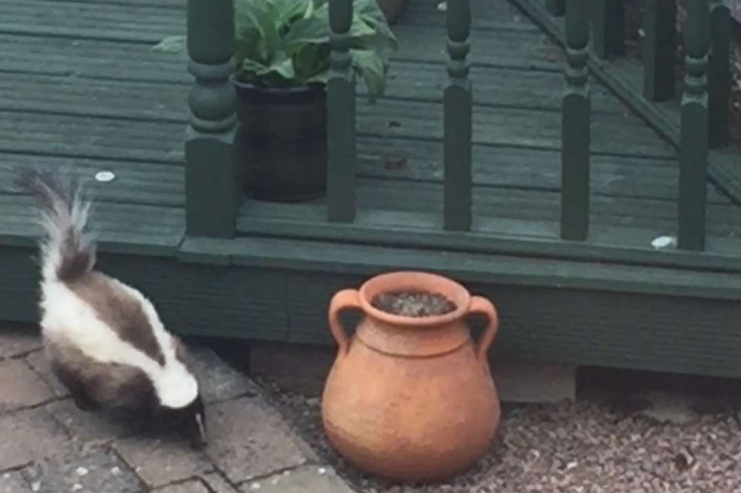The Skunk was spotted in a Staplehurst garden