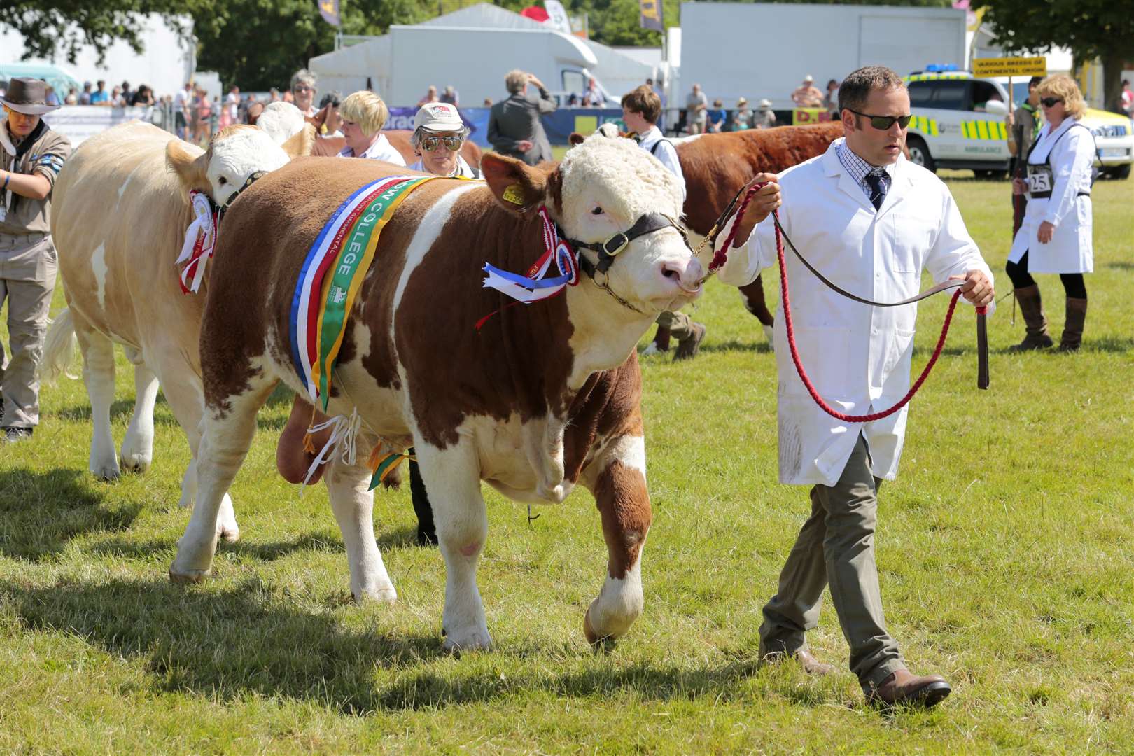 Livestock at last year's show