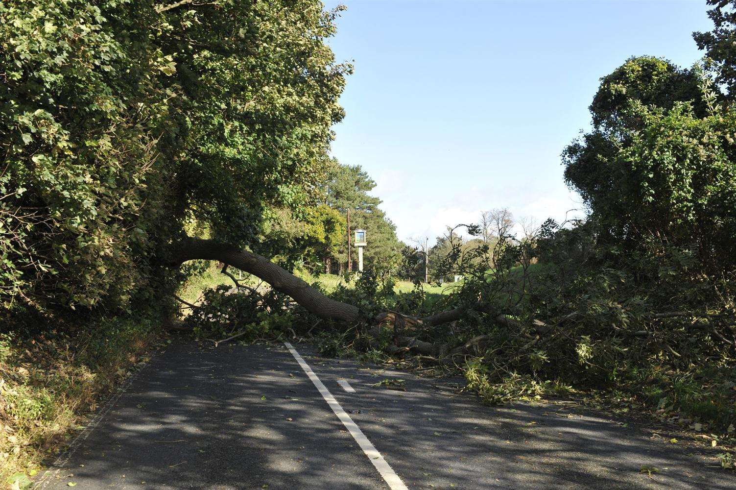 Several roads are blocked by fallen trees. Stock image.