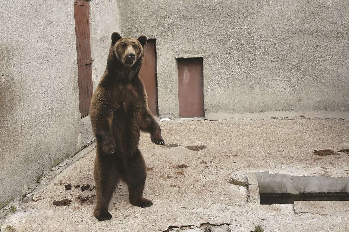 The bears' bleak former home in Kornisosh in southern Bulgaria
